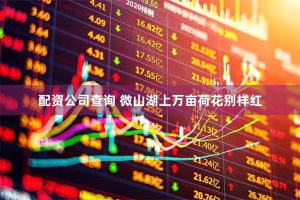 配资公司查询 微山湖上万亩荷花别样红