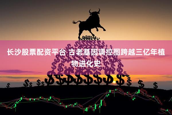 长沙股票配资平台 古老基因调控图跨越三亿年植物进化史
